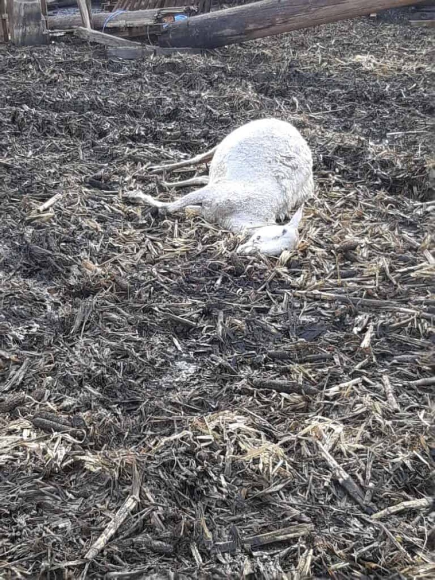 Κακοκαιρία: Ζημιές 30.000 ευρώ από ανεμοστρόβιλο σε κτηνοτροφική μονάδα στο Νεοχώρι Μεσολογγίου