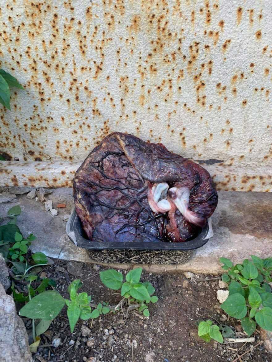 Φάληρο: Βρέθηκε και... εξαφανίστηκε πλακούντας σε μπολ για γάτες στον Στοιχειωμένο Πύργο