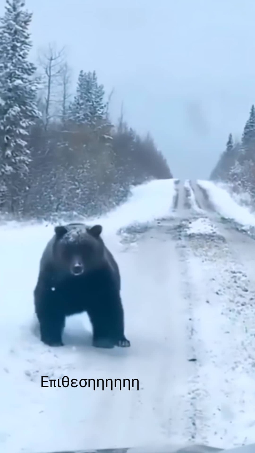 Πέλλα: Απάτη η συνάντηση του οδηγού με αρκούδα - Δείτε τις επίμαχες αναρτήσεις