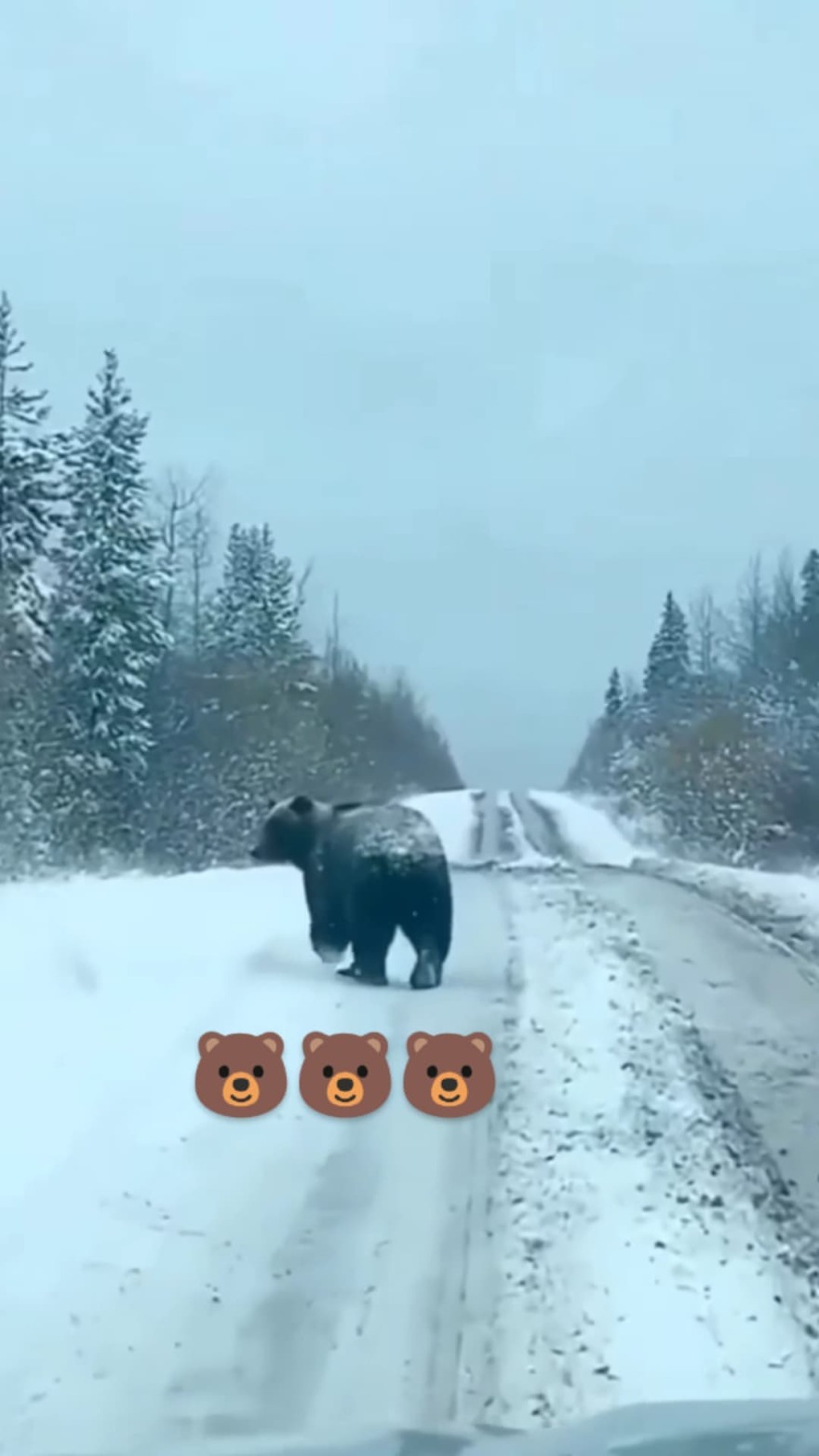Πέλλα: Απάτη η συνάντηση του οδηγού με αρκούδα - Δείτε τις επίμαχες αναρτήσεις
