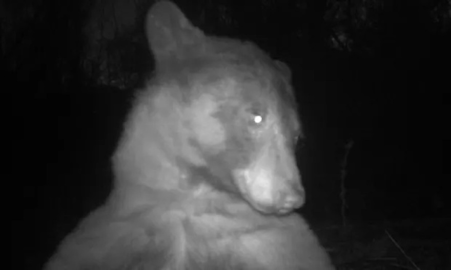 «Πρωταθλήτρια» των σέλφι αρκούδα στο Κολοράντο – Έβγαλε πάνω από 400