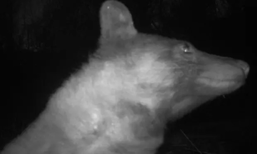 «Πρωταθλήτρια» των σέλφι αρκούδα στο Κολοράντο – Έβγαλε πάνω από 400