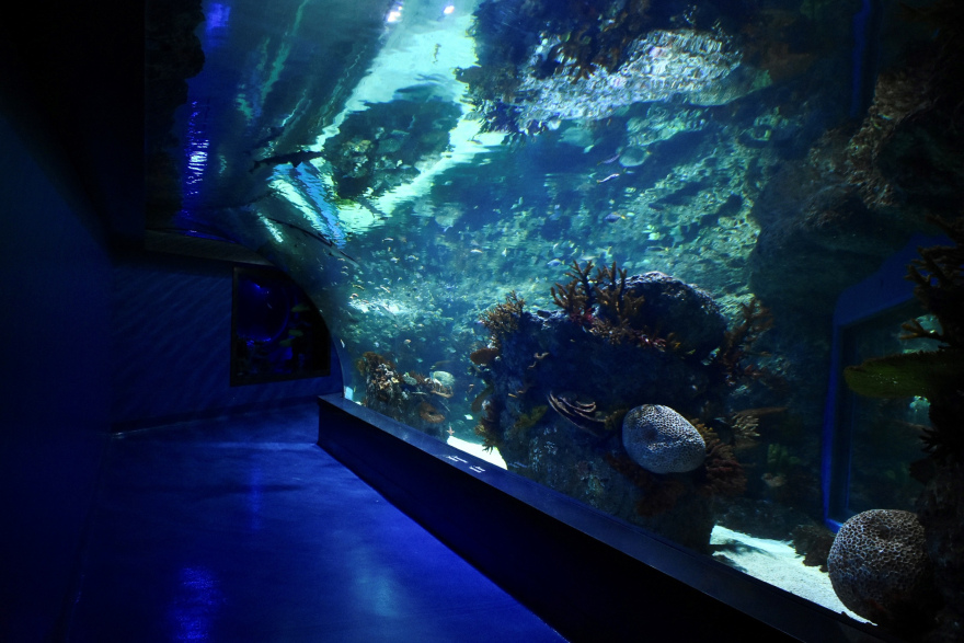 Ενυδρείο XPLORE Oceans: Μια συναρπαστική ευκαιρία κατάδυσης στον κόσμο του βυθού