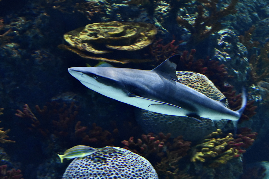 Ενυδρείο XPLORE Oceans: Μια συναρπαστική ευκαιρία κατάδυσης στον κόσμο του βυθού