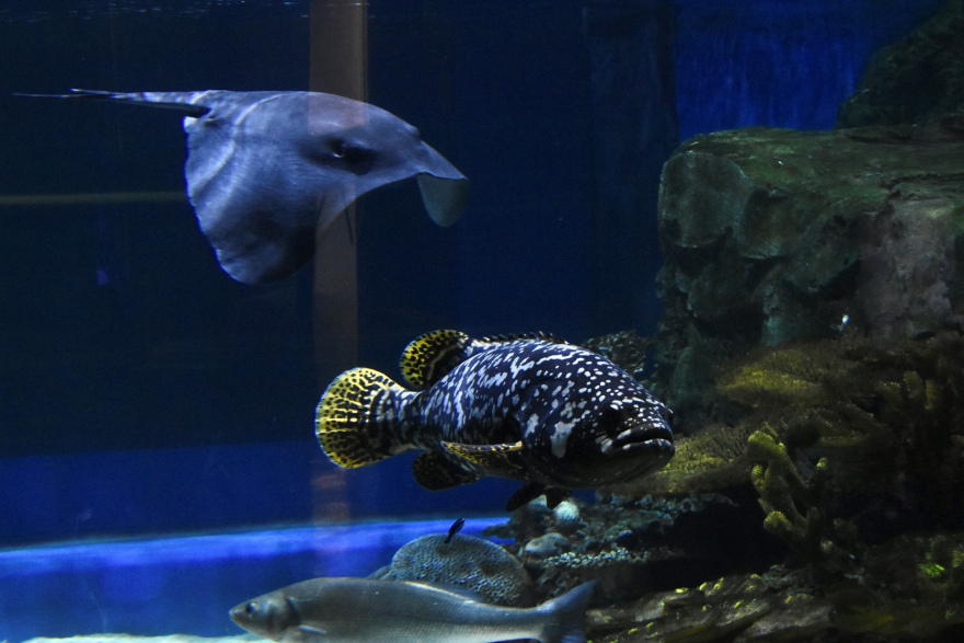 Ενυδρείο XPLORE Oceans: Μια συναρπαστική ευκαιρία κατάδυσης στον κόσμο του βυθού