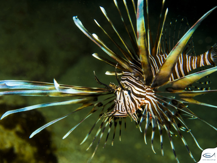 «Φάτε τα θαλάσσια... alien» - Το μήνυμα περιβαλλοντικής οργάνωσης