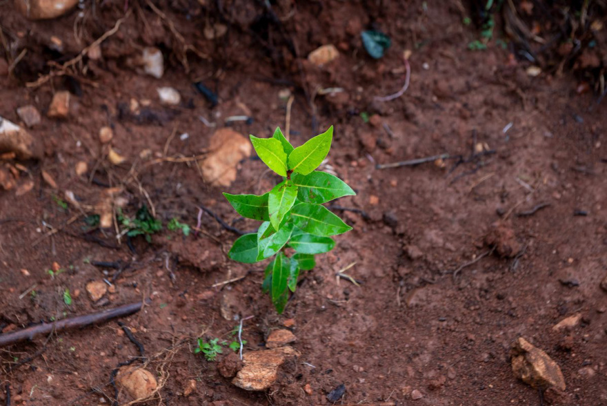 Παπαστράτος: Απολογισμός του 1ου ολοκληρωμένου προγράμματος αναδάσωσης στην Αττική