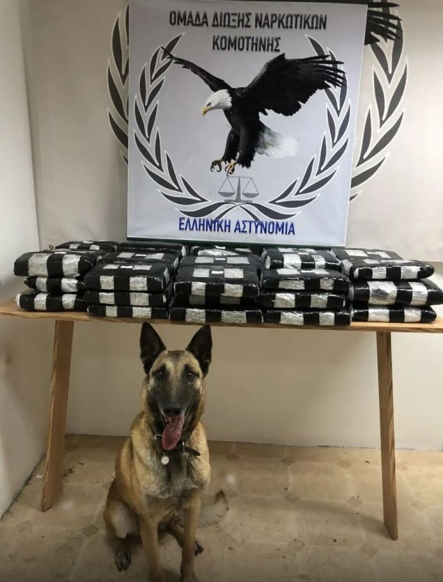 Αλεξανδρούπολη: Η «Λάικα» μύρισε 32 κιλά κάνναβη - Δείτε βίντεο και φωτογραφίες