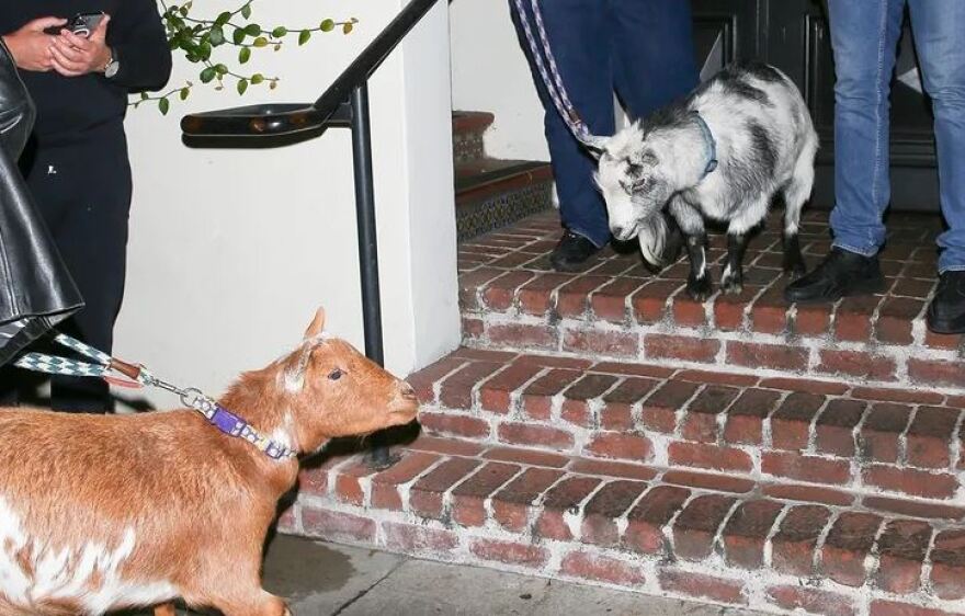 ΛεΜπρόν Τζέιμς: Γιόρτασε την πρωτιά παρέα με δύο κατσίκες 