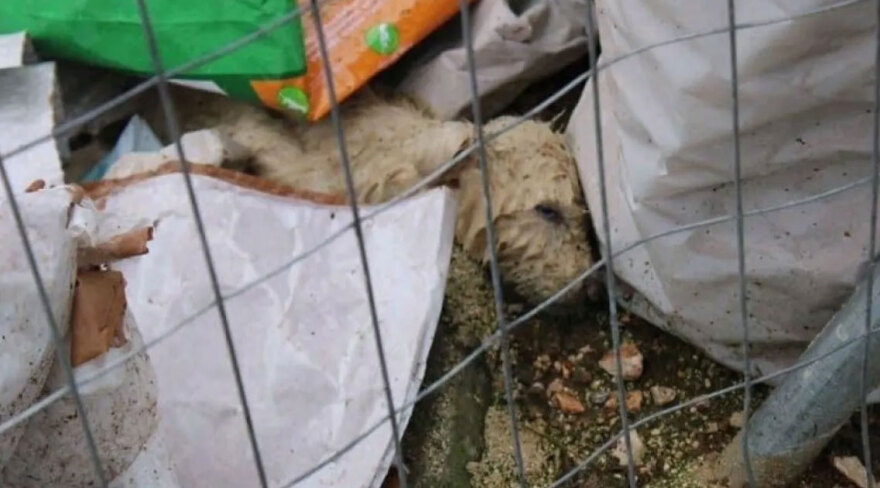 Ξεκινά αύριο η δίκη για το «καταφύγιο» - κολαστήριο ζώων Ζηρού - Στο εδώλιο ο αντιδήμαρχος