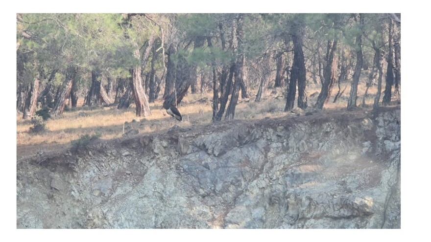 Λέσβος: Αντιδράσεις για την δομή στη Βάστρα - Το ΣτΕ ανέστειλε εργασίες για περιβαλλοντικούς λόγους