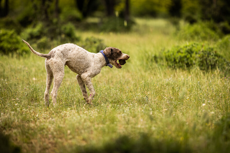  Μουσείο Μανιταριών: Κυνήγι τρούφας στα Μετέωρα το τριήμερο της αποκριάς