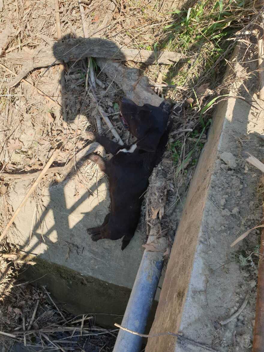 Φρίκη στην Ηλεία: Σκυλί βρέθηκε κρεμασμένο σε γέφυρα έξω από το χωριό Αρβανίτη