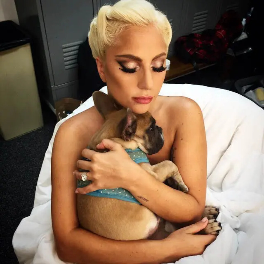 Lady Gaga: Η γυναίκα που συμμετείχε στην αρπαγή των σκυλιών της, ζητάει τώρα... αποζημίωση