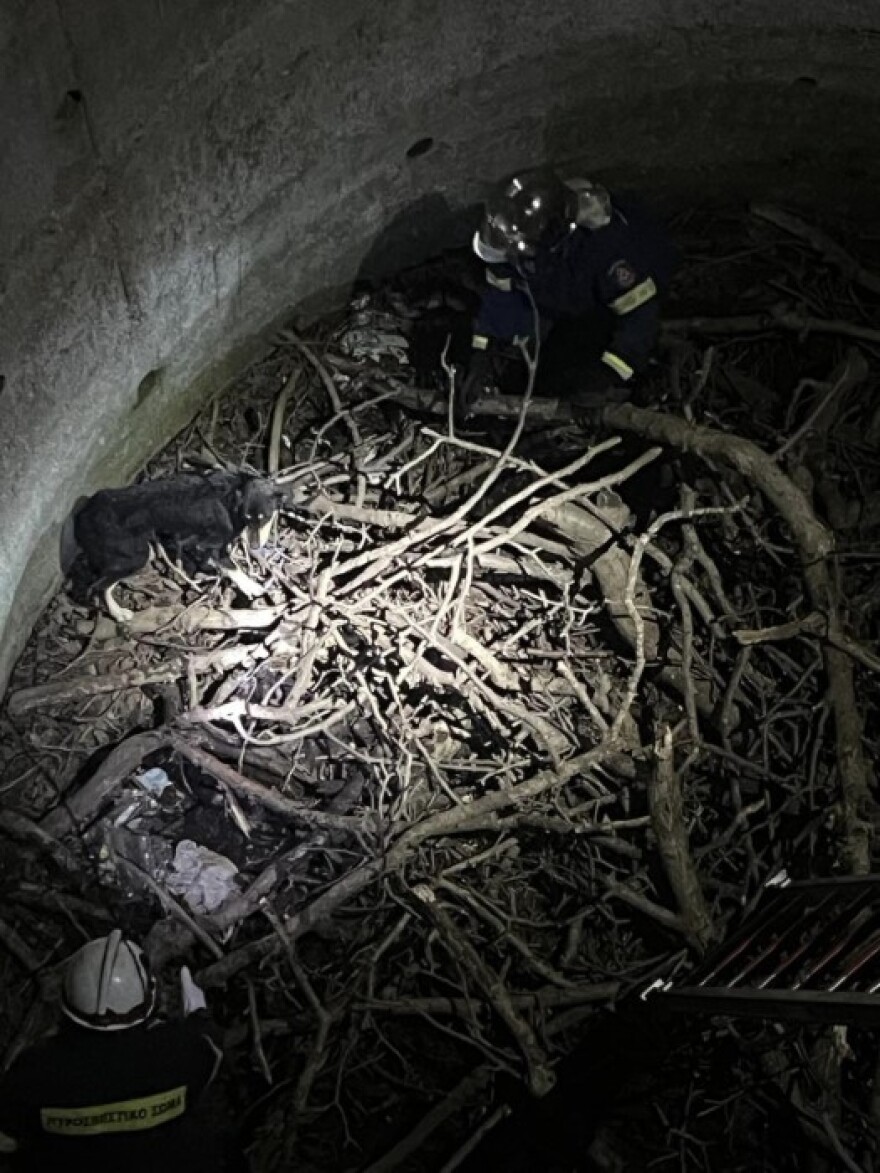 Πυροσβέστες έσωσαν σκύλο που έπεσε σε πηγάδι - Δείτε φωτογραφία