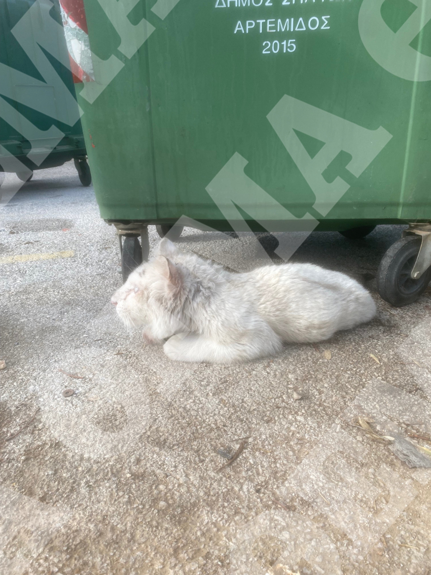 Αττικό Πάρκο: Κέντρο διάσωσης αγρίων ζώων από τη Νότια Αφρική θέλει να φιλοξενήσει το τιγράκι που βρέθηκε στα σκουπίδια