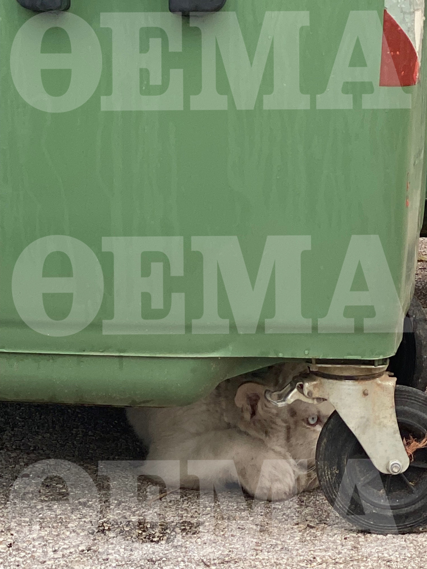 Αττικό Πάρκο: Κέντρο διάσωσης αγρίων ζώων από τη Νότια Αφρική θέλει να φιλοξενήσει το τιγράκι που βρέθηκε στα σκουπίδια