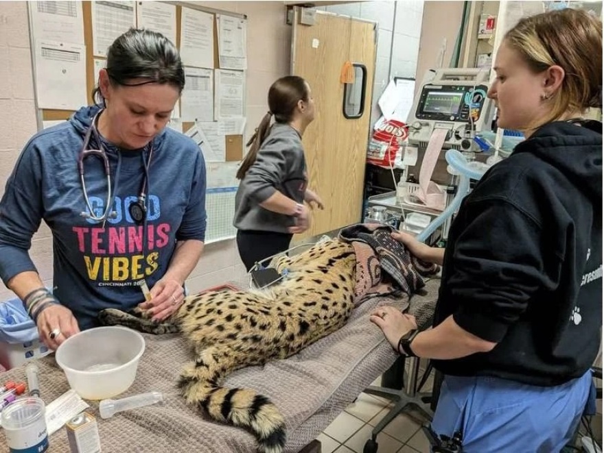 Οχάιο: Αφρικανική αγριόγατα κυκλοφορούσε ελεύθερη και... θετική στην κοκαΐνη