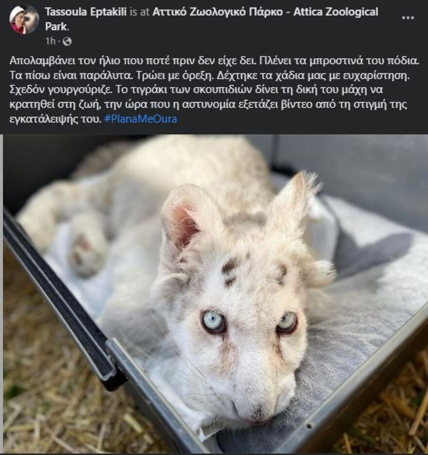 Απολαμβάνει για πρώτη φορά τον ήλιο το τιγράκι που πετάχτηκε στα σκουπίδια