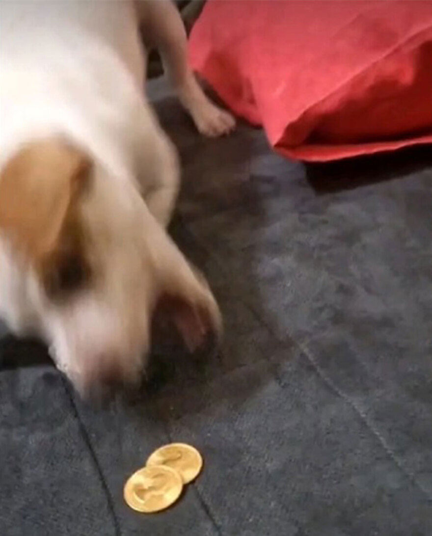 «Φιγούρα» με τα κλοπιμαία έκανε ο... Εσκομπάρ των Ρομά στο TikTok - Έδινε στον σκύλο του και χρυσές λίρες!