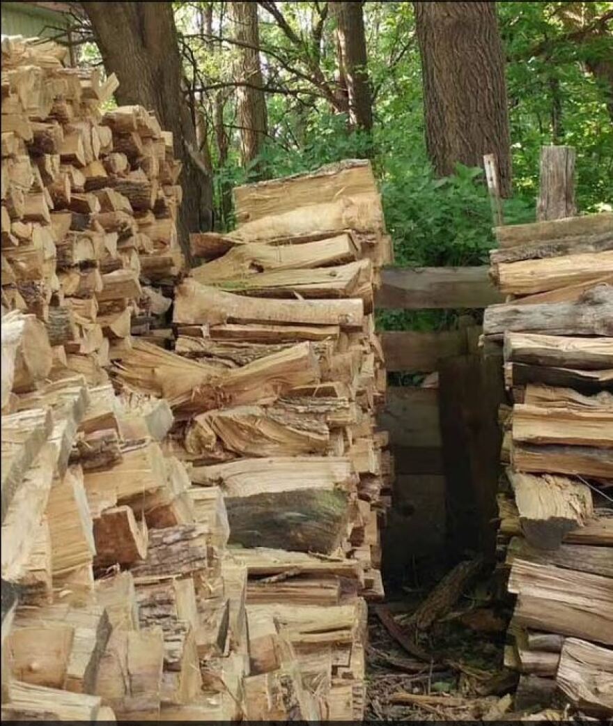 Η εικόνα της «κρυμμένης» γάτας που έγινε viral - Εσύ μπορείς να τη βρεις;