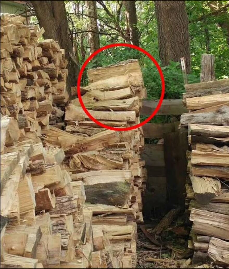 Η εικόνα της «κρυμμένης» γάτας που έγινε viral - Εσύ μπορείς να τη βρεις;