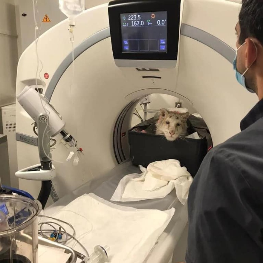 Η απόφαση για ευθανασία στο λευκό τιγράκι εξόργισε τα ζωοφιλικά σωματεία 