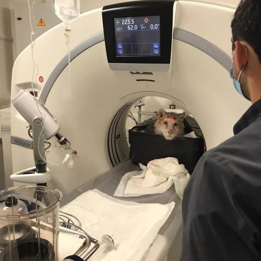 Η απόφαση για ευθανασία στο λευκό τιγράκι εξόργισε τα ζωοφιλικά σωματεία 