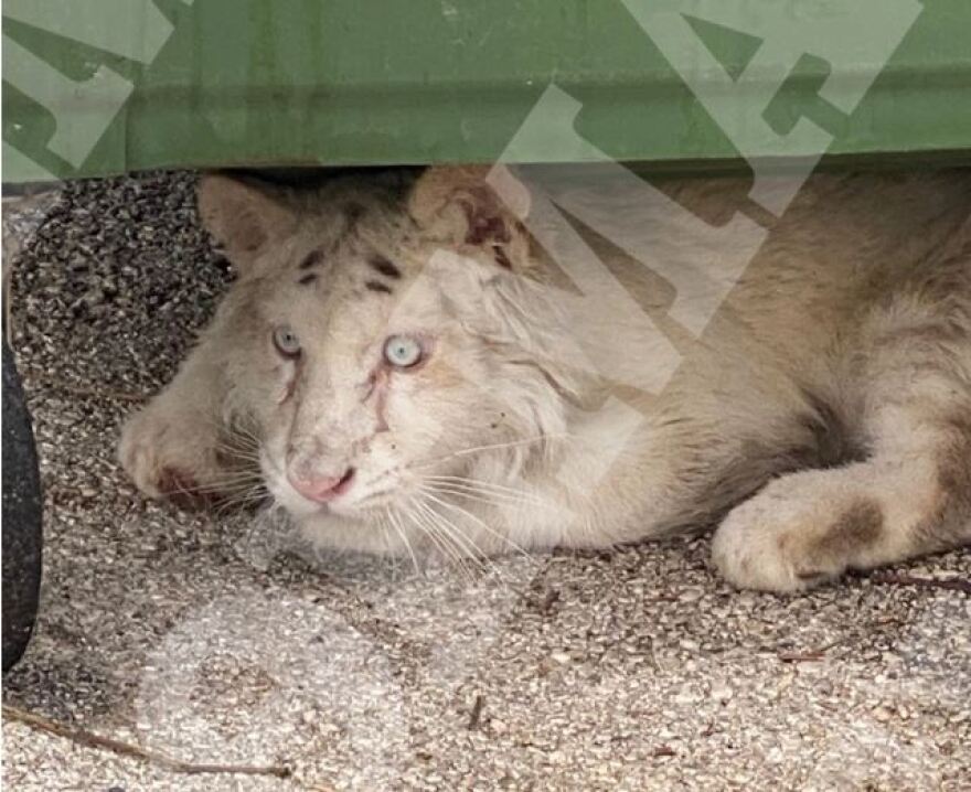 Βιομηχανία δισεκατομμυρίων το λαθρεμπόριο άγριων ζώων - Κύκλωμα σε Ελλάδα και Κύπρο 