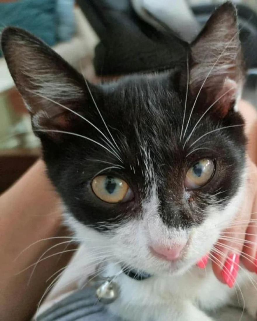 Τέμπη: Σώθηκε από την σύγκρουση των τρένων και τώρα αναζητά τον γάτο της με τον οποίο ταξίδευε μαζί