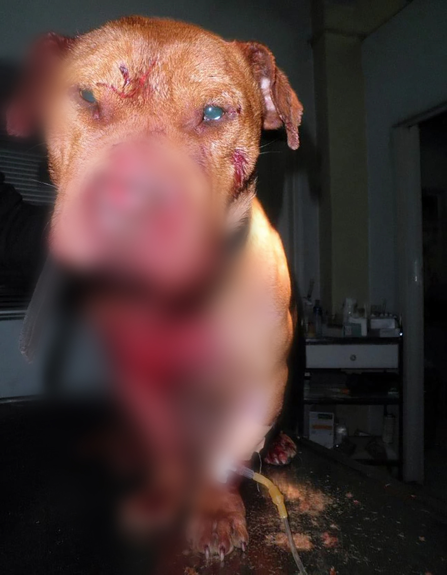 Κύκλωμα με κυνομαχίες στη Μακεδονία: Πώς γλύτωσαν με τον προηγούμενο νόμο παρά τις συλλήψεις - Σκληρές εικόνες