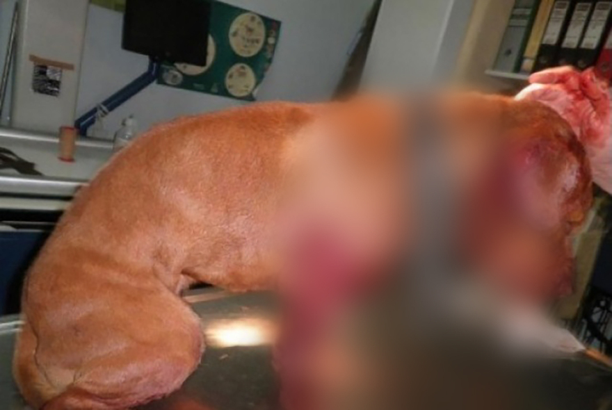 Κύκλωμα με κυνομαχίες στη Μακεδονία: Πώς γλύτωσαν με τον προηγούμενο νόμο παρά τις συλλήψεις - Σκληρές εικόνες