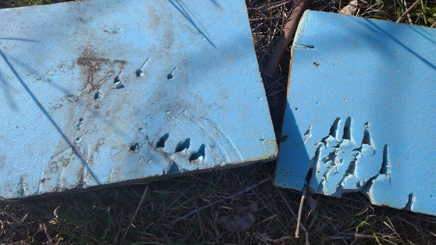 Αρκούδα έφαγε 40 κιλά μέλι στο όρος Πάικο - Δείτε φωτογραφίες