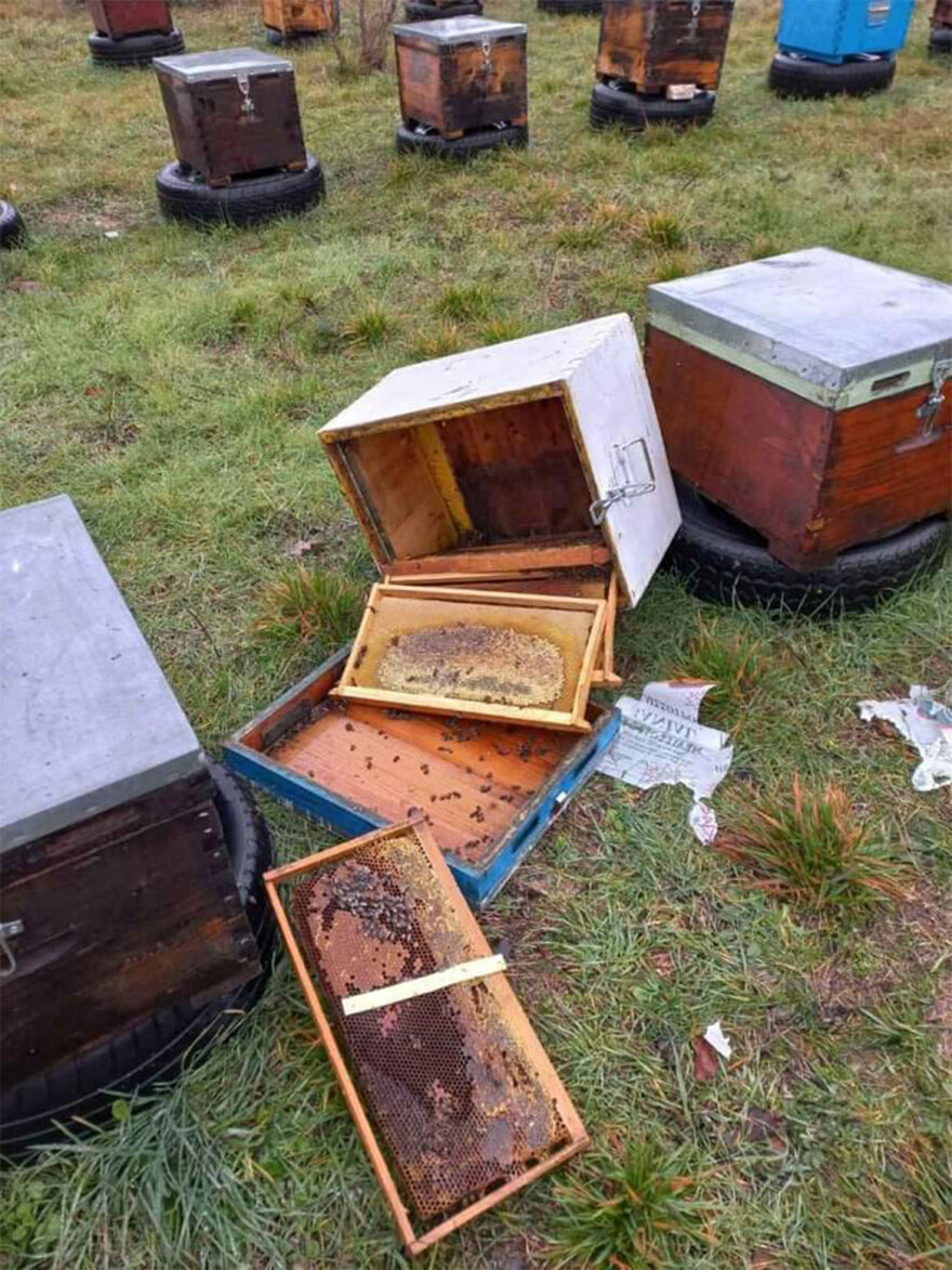 Αρκούδα έφαγε 40 κιλά μέλι στο όρος Πάικο - Δείτε φωτογραφίες