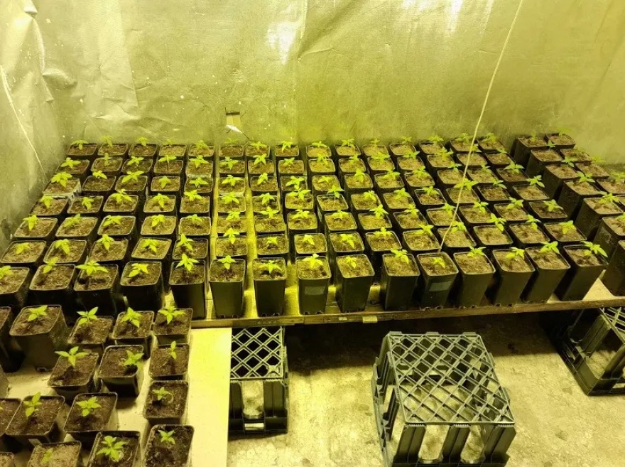 Καλλιεργούσαν και διακινούσαν skunk, κοκαΐνη και αναβολικά αξίας 350.000 ευρώ - Δείτε φωτογραφίες