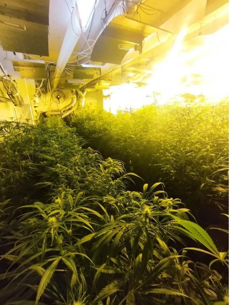 Καλλιεργούσαν και διακινούσαν skunk, κοκαΐνη και αναβολικά αξίας 350.000 ευρώ - Δείτε φωτογραφίες