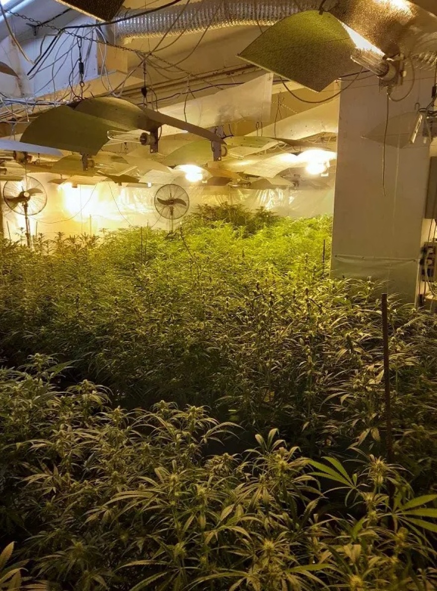 Καλλιεργούσαν και διακινούσαν skunk, κοκαΐνη και αναβολικά αξίας 350.000 ευρώ - Δείτε φωτογραφίες