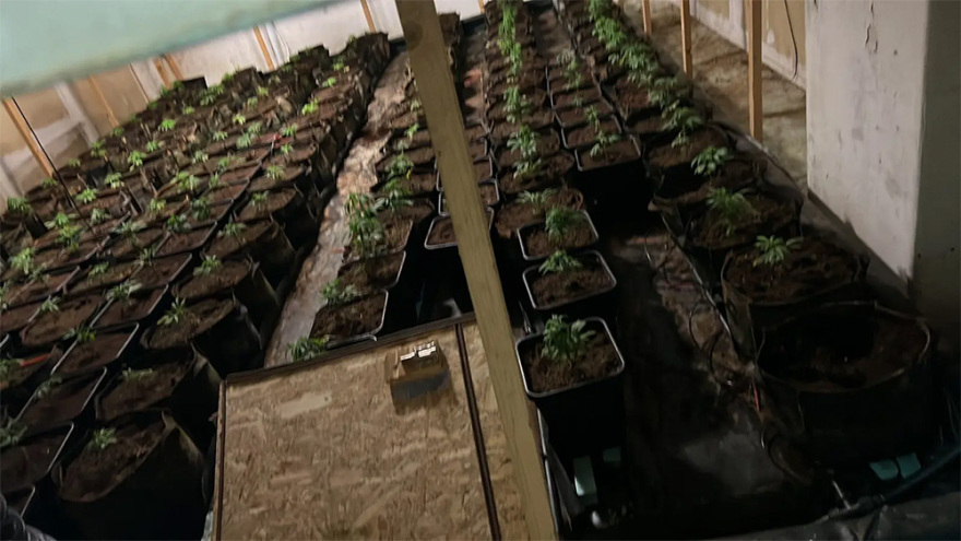 Εργαστήριο-φυτώριο κάνναβης εντόπισε η ΕΛΑΣ στου Ρέντη - Τρεις συλλήψεις (Φωτογραφίες)