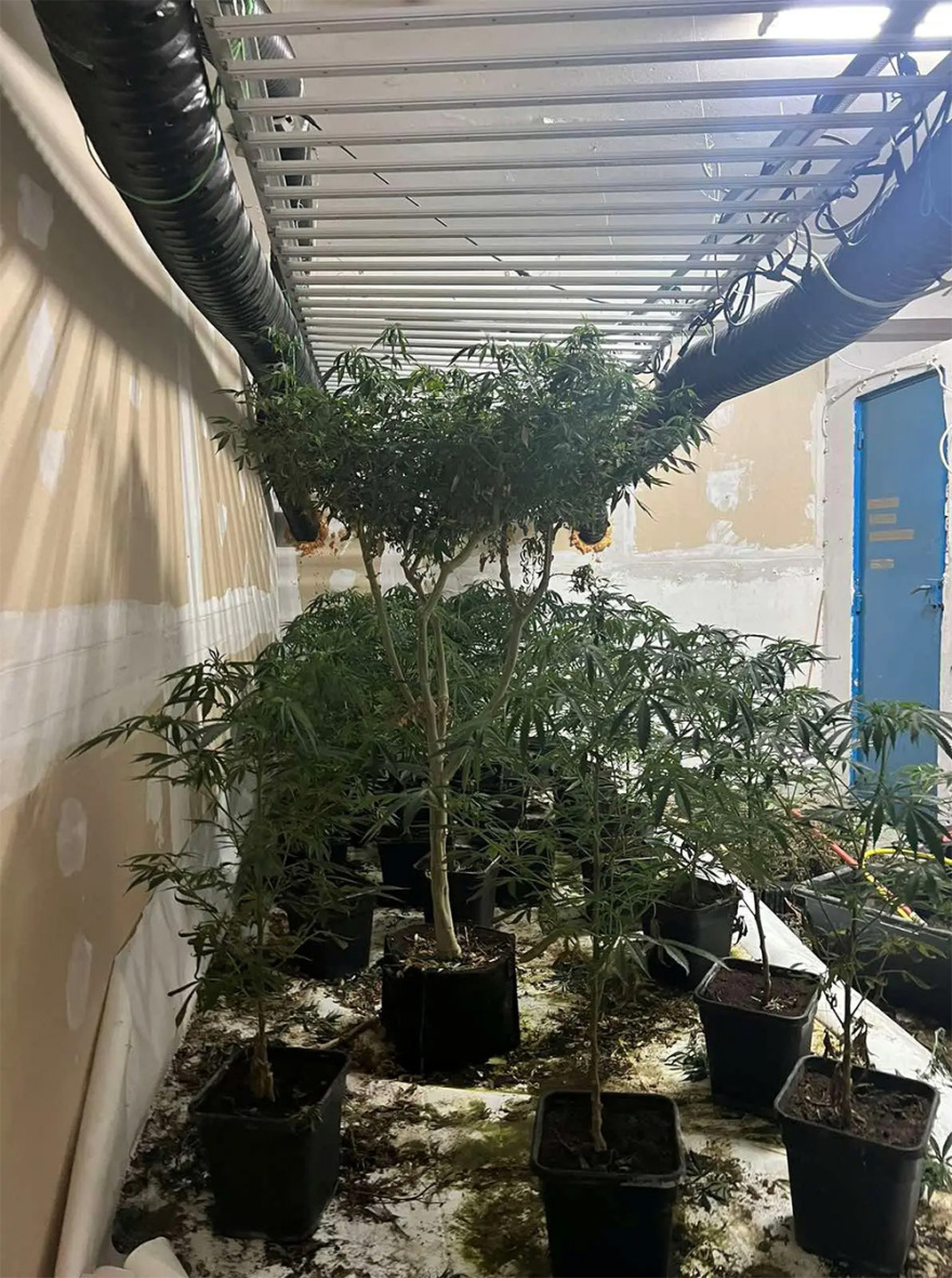 Εργαστήριο-φυτώριο κάνναβης εντόπισε η ΕΛΑΣ στου Ρέντη - Τρεις συλλήψεις (Φωτογραφίες)