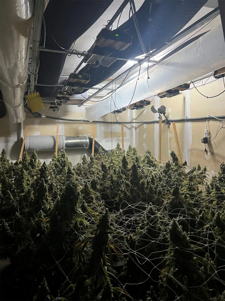 Εργαστήριο-φυτώριο κάνναβης εντόπισε η ΕΛΑΣ στου Ρέντη - Τρεις συλλήψεις (Φωτογραφίες)