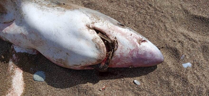 Kαρχαρίας ξεβράστηκε σε παραλία της Κισάμου - Δείτε φωτογραφίες 