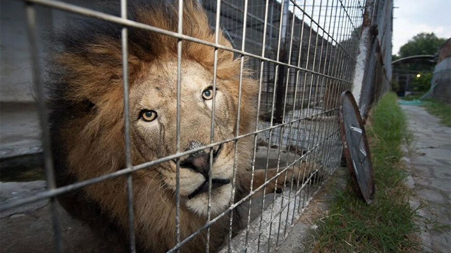 Χαλκιδική - Ο «Έλληνας Κόπερφιλντ»: Η άγνωστη ιστορία του «ξανθού μάγου» που κατηγορείται για βιασμό