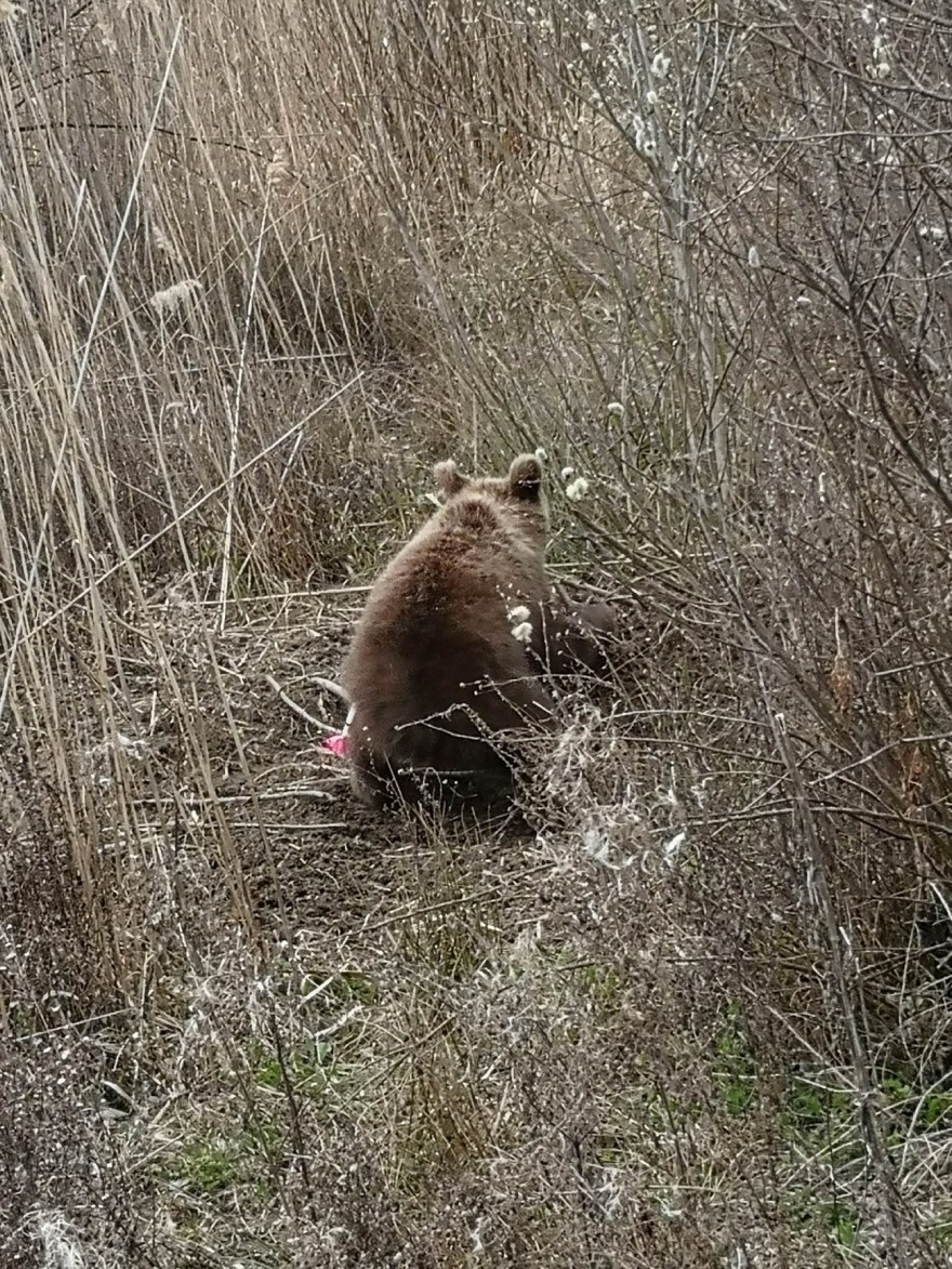 Πρέσπες: Απελευθέρωσαν νεαρό αρκουδάκι που πιάστηκε σε συρμάτινη θηλιά – Δείτε φωτογραφίες