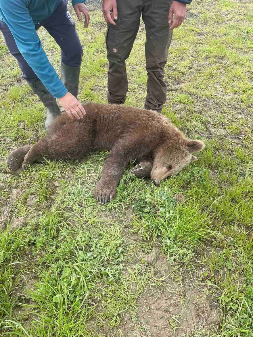 Πρέσπες: Απελευθέρωσαν νεαρό αρκουδάκι που πιάστηκε σε συρμάτινη θηλιά – Δείτε φωτογραφίες