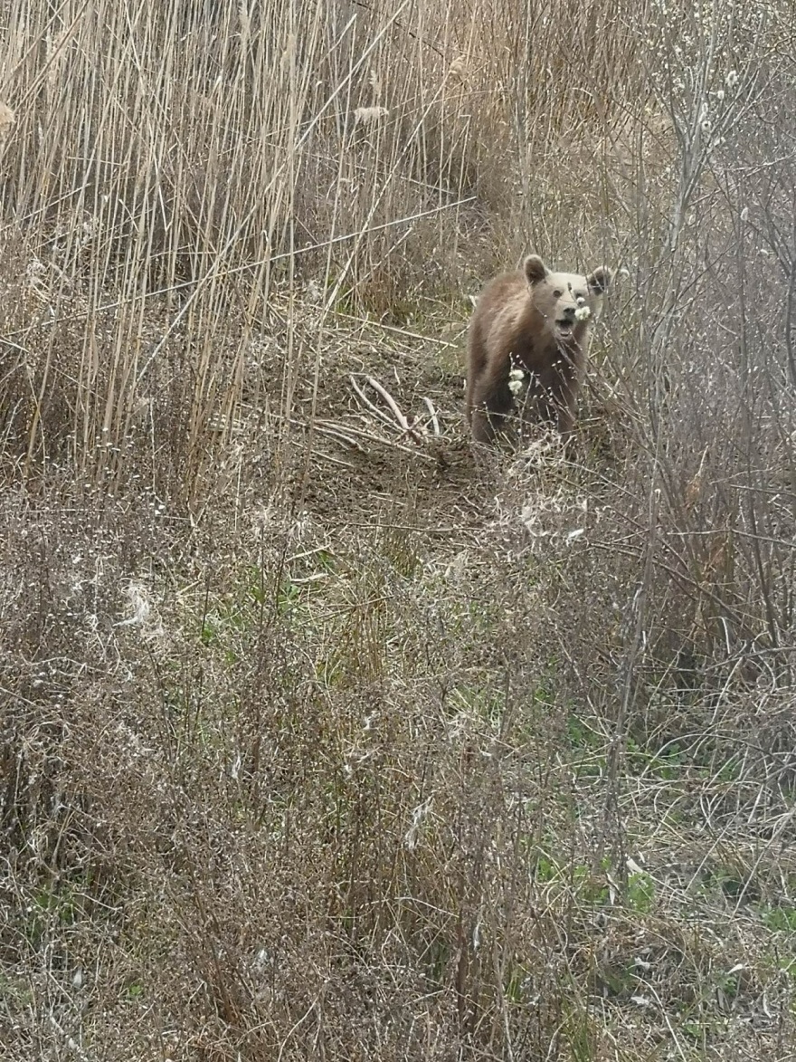 Πρέσπες: Απελευθέρωσαν νεαρό αρκουδάκι που πιάστηκε σε συρμάτινη θηλιά – Δείτε φωτογραφίες