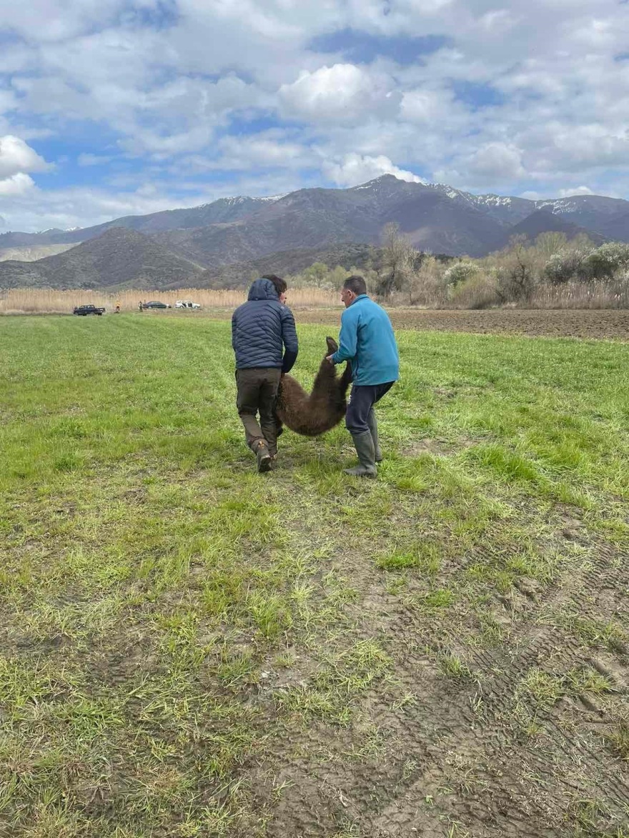 Πρέσπες: Απελευθέρωσαν νεαρό αρκουδάκι που πιάστηκε σε συρμάτινη θηλιά – Δείτε φωτογραφίες