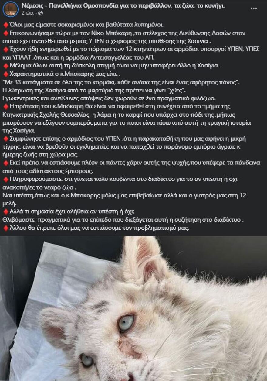 Ευθανασία στο λευκό τιγράκι προτείνουν οι κτηνίατροι - «Να λυτρωθεί από το μαρτύριο»