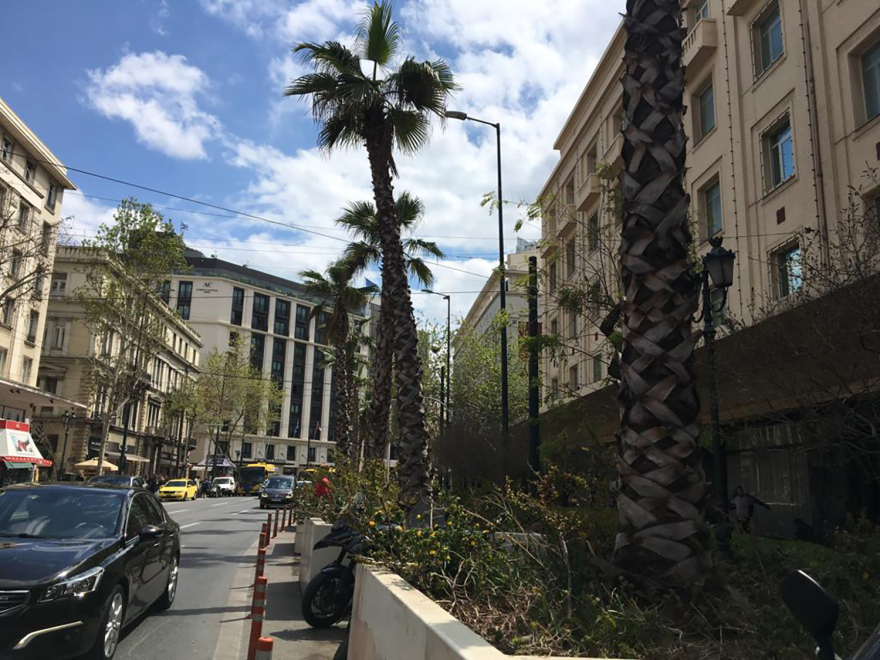 Μεγάλος Περίπατος: Μεγαλοβδομαδιάτικη ταλαιπωρία - «Μετακομίζουν» οι φοίνικες από την Πανεπιστημίου (Βίντεο και φωτογραφίες) 