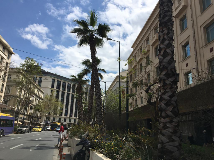 Μεγάλος Περίπατος: Μεγαλοβδομαδιάτικη ταλαιπωρία - «Μετακομίζουν» οι φοίνικες από την Πανεπιστημίου (Βίντεο και φωτογραφίες) 