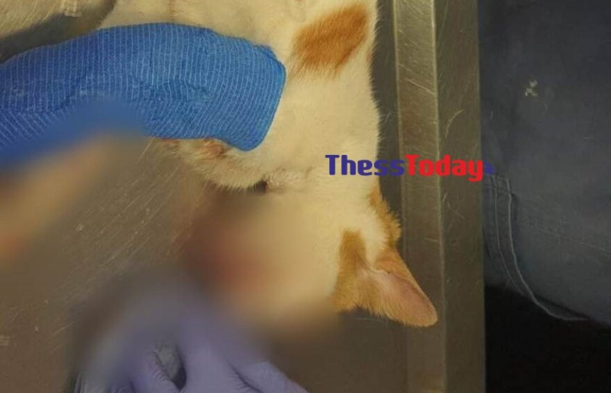 Θεσσαλονίκη: Κλώτσησαν στο κεφάλι νεαρή γάτα  - «Άνοιξαν όλα στη μέση»